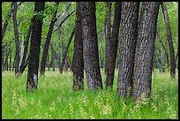 Cottonwood grove. Theodore Roosevelt National Park, North Dakota, USA. (color)