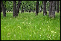 Grasses in summer and cottonwoods. Theodore Roosevelt National Park, North Dakota, USA. (color)