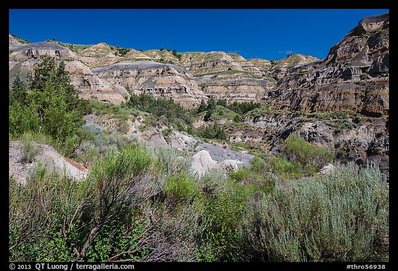 Summer vegetation and multi-colored badlands. Theodore Roosevelt National Park, North Dakota, USA.