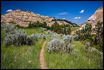 Caprock coulee trail. Theodore Roosevelt National Park, North Dakota, USA. (color)