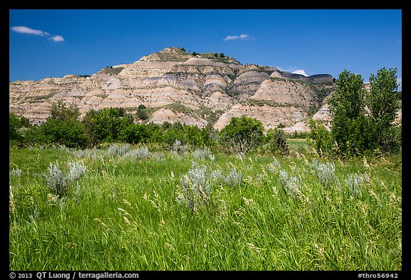 Summer prairie and badlands. Theodore Roosevelt National Park, North Dakota, USA.