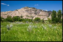 Summer prairie and badlands. Theodore Roosevelt National Park ( color)