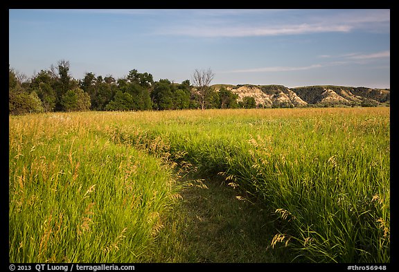 Overgrown trail in late afternoon, Elkhorn Ranch Unit. Theodore Roosevelt National Park (color)