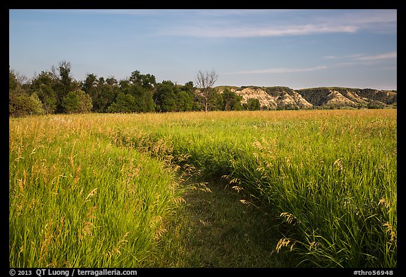 Overgrown trail in late afternoon, Elkhorn Ranch Unit. Theodore Roosevelt National Park, North Dakota, USA.