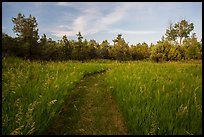 Grassy trail, Elkhorn Ranch Unit. Theodore Roosevelt National Park, North Dakota, USA.