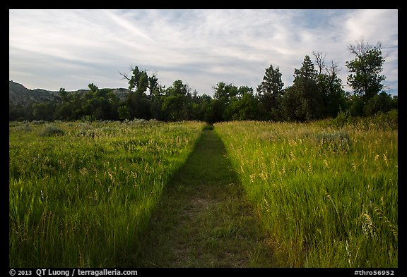 Trail through grasses, Elkhorn Ranch Unit. Theodore Roosevelt National Park, North Dakota, USA.