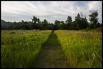 Trail through grasses, Elkhorn Ranch Unit. Theodore Roosevelt National Park ( color)