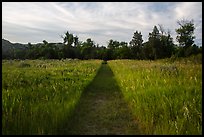 Trail through grasses, Elkhorn Ranch Unit. Theodore Roosevelt National Park, North Dakota, USA.