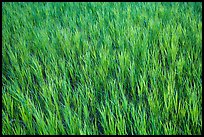 Grasses in summer, Elkhorn Ranch Unit. Theodore Roosevelt National Park, North Dakota, USA. (color)