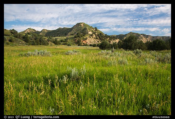 Meadow and badlands, early morning, Elkhorn Ranch Unit. Theodore Roosevelt National Park, North Dakota, USA.