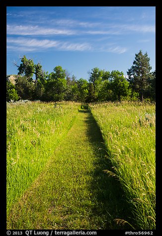 Grassy trail, early morning, Elkhorn Ranch Unit. Theodore Roosevelt National Park, North Dakota, USA.