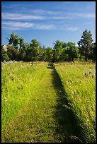 Grassy trail, early morning, Elkhorn Ranch Unit. Theodore Roosevelt National Park, North Dakota, USA. (color)