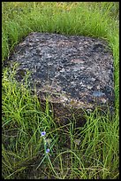 Foundation stone of Roosevelt Elkhorn Ranch. Theodore Roosevelt National Park ( color)
