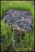 Foundation stone of Roosevelt Elkhorn Ranch. Theodore Roosevelt National Park, North Dakota, USA. (color)