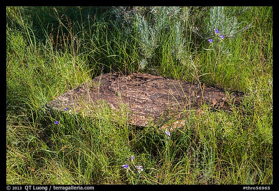 Foundation stone of Elkhorn Ranch amongst grasses and summer flowers. Theodore Roosevelt National Park (color)
