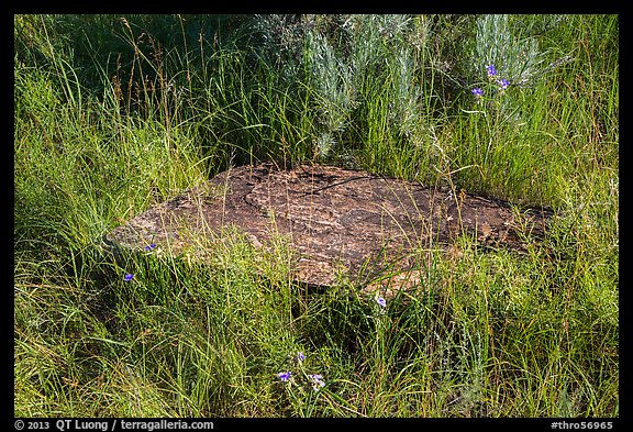 Foundation stone of Elkhorn Ranch amongst grasses and summer flowers. Theodore Roosevelt National Park, North Dakota, USA.