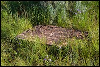 Foundation stone of Elkhorn Ranch amongst grasses and summer flowers. Theodore Roosevelt National Park ( color)