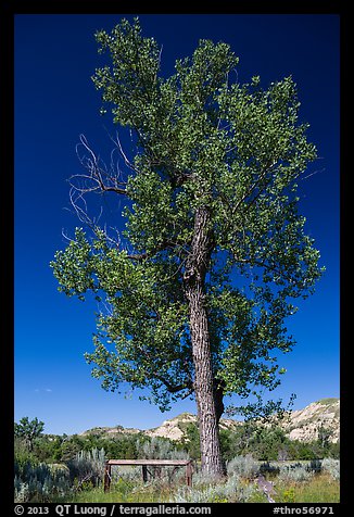 Tall cottonwood, and Elkhorn Ranch site fence, Elkhorn Ranch Unit. Theodore Roosevelt National Park, North Dakota, USA.