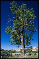 Tall cottonwood, and Elkhorn Ranch site fence, Elkhorn Ranch Unit. Theodore Roosevelt National Park, North Dakota, USA. (color)