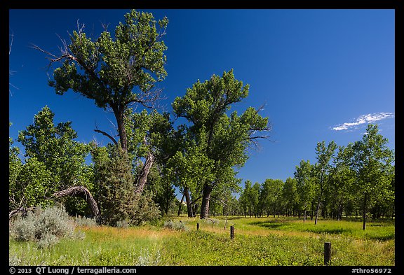 Old cottonwoods, and Elkhorn Ranch site fence. Theodore Roosevelt National Park, North Dakota, USA.