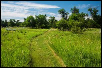 Trail overgrown with grasses, Elkhorn Ranch Unit. Theodore Roosevelt National Park, North Dakota, USA.