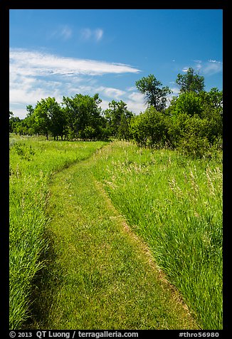 Soft grass-covered trail, Elkhorn Ranch Unit. Theodore Roosevelt National Park, North Dakota, USA.