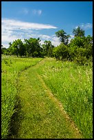 Soft grass-covered trail, Elkhorn Ranch Unit. Theodore Roosevelt National Park, North Dakota, USA. (color)