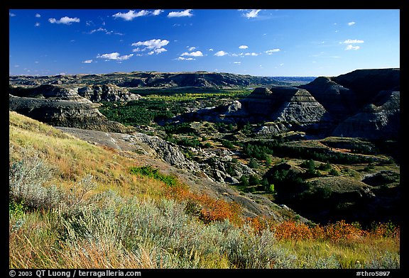 Forested Badlands. Theodore Roosevelt National Park (color)