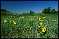 Sunflowers in prairie. Theodore Roosevelt National Park, North Dakota, USA.