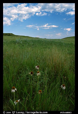 Tall grass prairie and wildflowers, South Unit, late afternoon. Theodore Roosevelt National Park, North Dakota, USA.