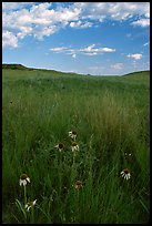 Tall grass prairie and wildflowers, South Unit, late afternoon. Theodore Roosevelt National Park, North Dakota, USA.