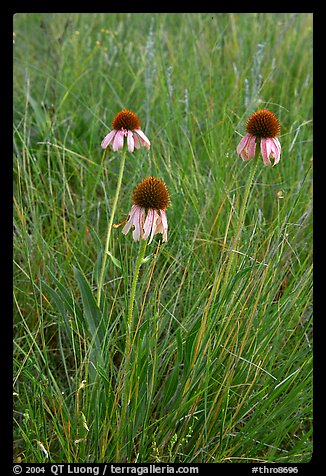 Prairie flowers. Theodore Roosevelt National Park (color)