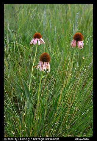 Prairie flowers. Theodore Roosevelt National Park, North Dakota, USA.