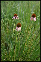 Prairie flowers. Theodore Roosevelt National Park, North Dakota, USA. (color)