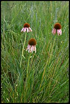 Prairie flowers. Theodore Roosevelt National Park, North Dakota, USA.