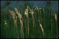 Backlit tall grasses. Theodore Roosevelt National Park, North Dakota, USA. (color)