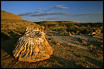 Big Petrified stump and badlands, late afternoon. Theodore Roosevelt National Park, North Dakota, USA. (color)