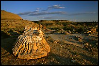 Big Petrified stump and badlands, late afternoon. Theodore Roosevelt National Park, North Dakota, USA.