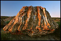 Petrified stump of ancient sequoia tree, late afternoon. Theodore Roosevelt National Park, North Dakota, USA.