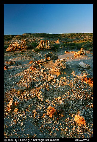 Pieces of petrified wood scattered, sunset. Theodore Roosevelt National Park, North Dakota, USA.