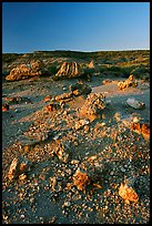 Pieces of petrified wood scattered, sunset. Theodore Roosevelt National Park, North Dakota, USA.