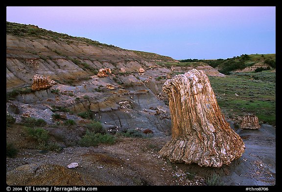 Big petrified sequoia stumps, dusk. Theodore Roosevelt National Park, North Dakota, USA.