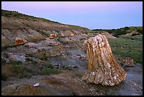 Big petrified sequoia stumps, dusk. Theodore Roosevelt National Park, North Dakota, USA. (color)