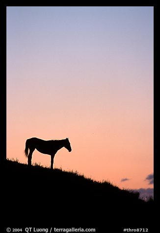 Wild horse silhouetted at sunset, South Unit. Theodore Roosevelt National Park, North Dakota, USA.