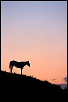 Wild horse silhouetted at sunset, South Unit. Theodore Roosevelt National Park, North Dakota, USA.