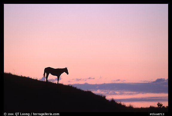 Wild horse silhouetted at sunset, South Unit. Theodore Roosevelt National Park (color)
