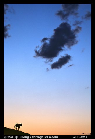 Wild horse silhouette and cloud, sunset, South Unit. Theodore Roosevelt National Park, North Dakota, USA.