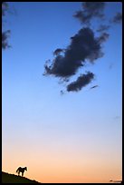 Wild horse silhouette and cloud, sunset, South Unit. Theodore Roosevelt National Park, North Dakota, USA.