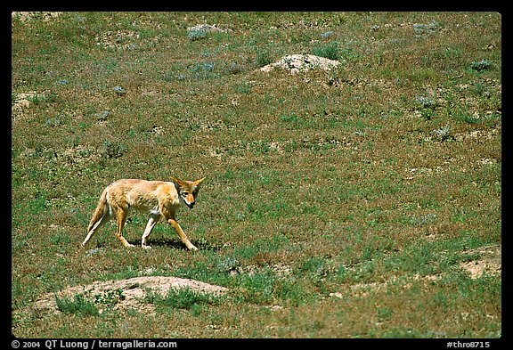 Coyote roaming in  prairie dog town, South Unit. Theodore Roosevelt National Park (color)