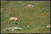 Coyote roaming in  prairie dog town, South Unit. Theodore Roosevelt National Park ( color)